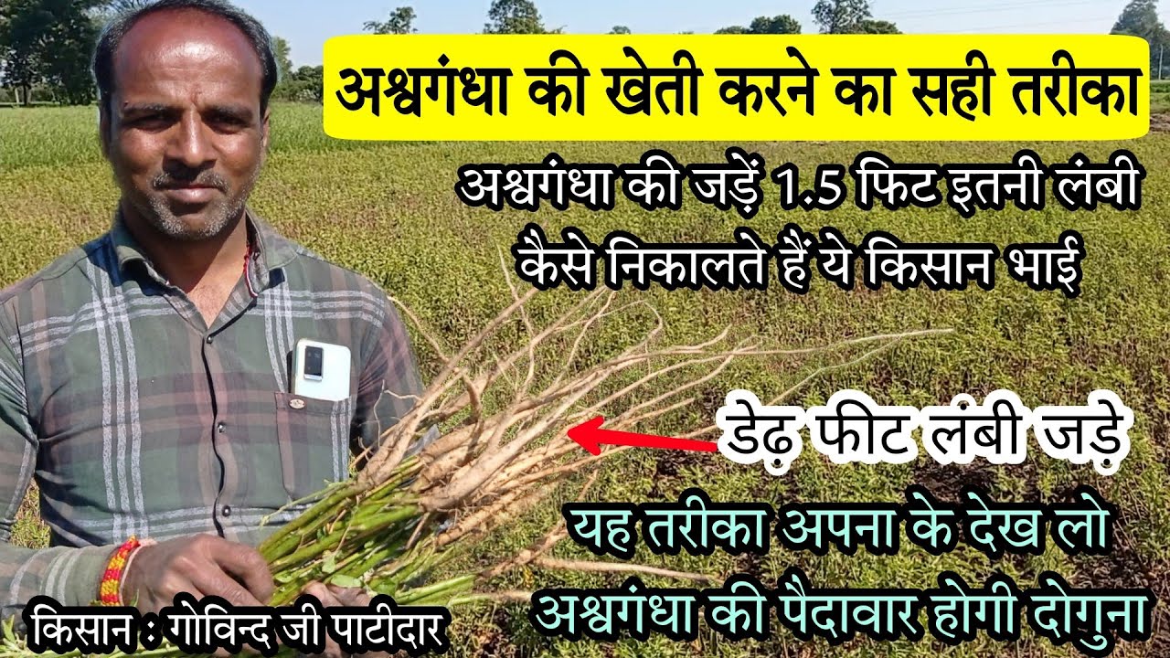 अश्वगंधा की खेती कैसे करें | इस तरह से करें खेती अश्वगंधा की जड़े लंबी निकलेगी | Ashvgandha ki kheti