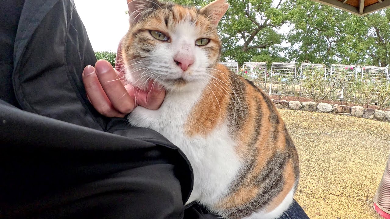 Толстый ситцевый кот подводит человека к скамейке на клумбе и забирается ему на колени.