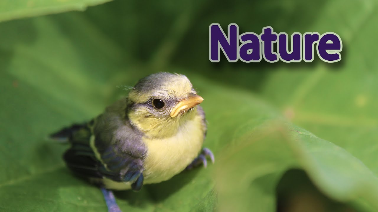 Observation des animaux et de la nature autour de nous