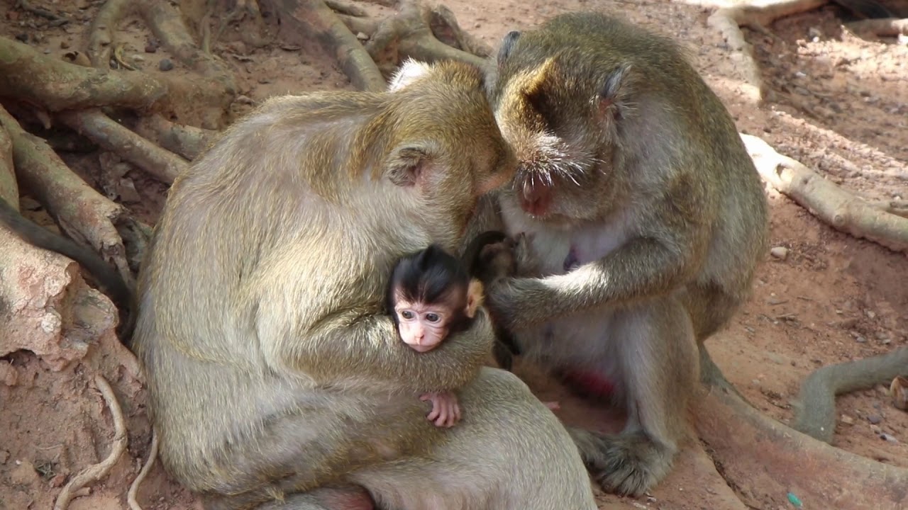 It not easy to take her newborn monkey in this area | Wow Daily