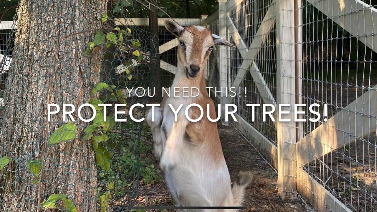 WHAT EVERY GOAT OWNER NEEDS!! | How to Protect Your Trees From Goats