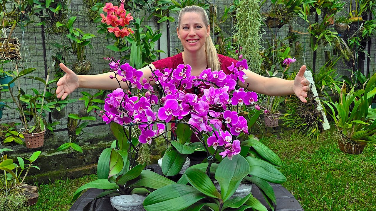 Chegou um CAMINHÃO DE ORQUÍDEAS do Orquidário Hortolândia na minha casa