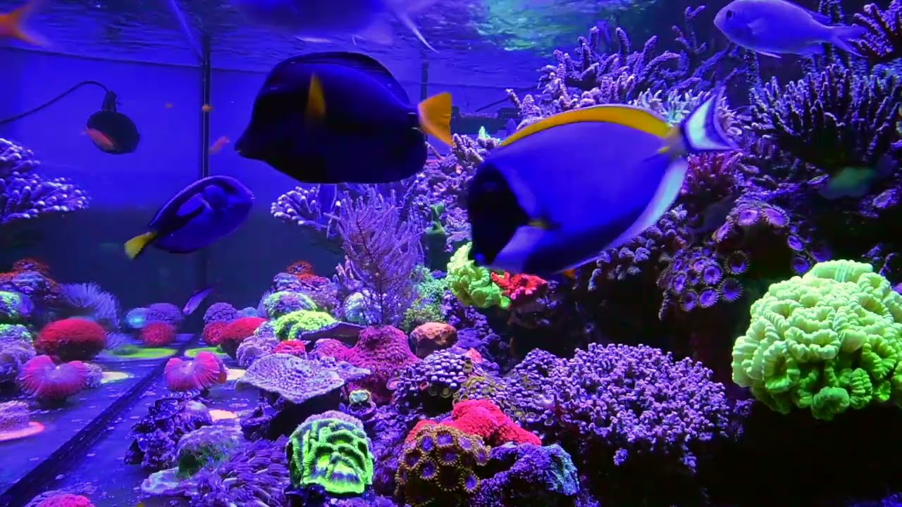 Reef   HD 720p