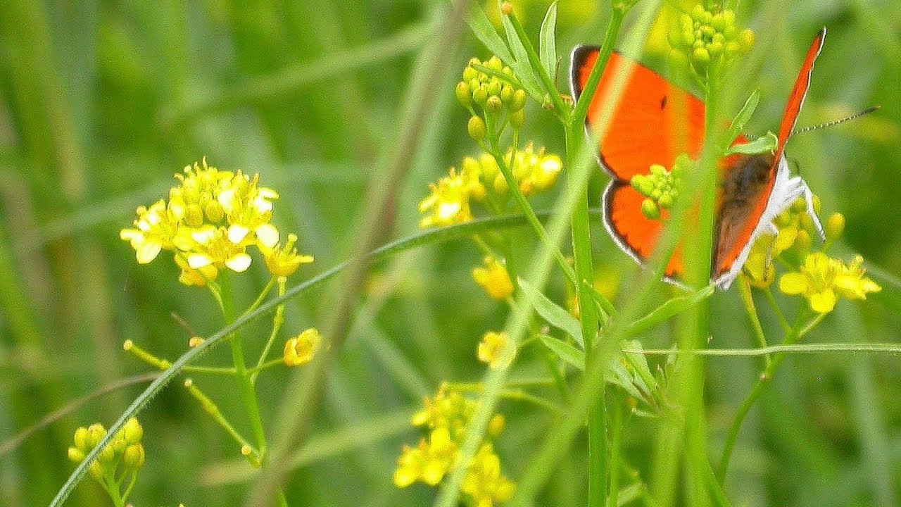 Vlinders in de buik : Muziek, poëzie en fotografie door Catherine Boone