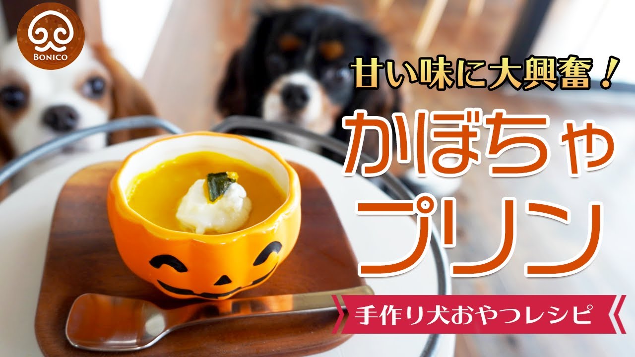 【完全版】驚くほど簡単！濃厚かぼちゃプリンの作り方【犬おやつ】
