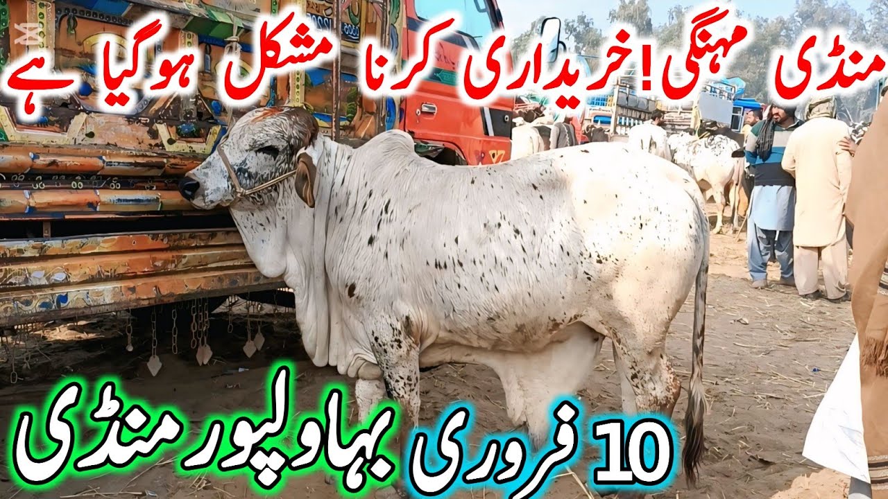 Bhawalpur Cow Mandi Today Fresh Latest Update | Sahiwal Cholistani Bachre & Cows | Cow Mandi 2025🔥