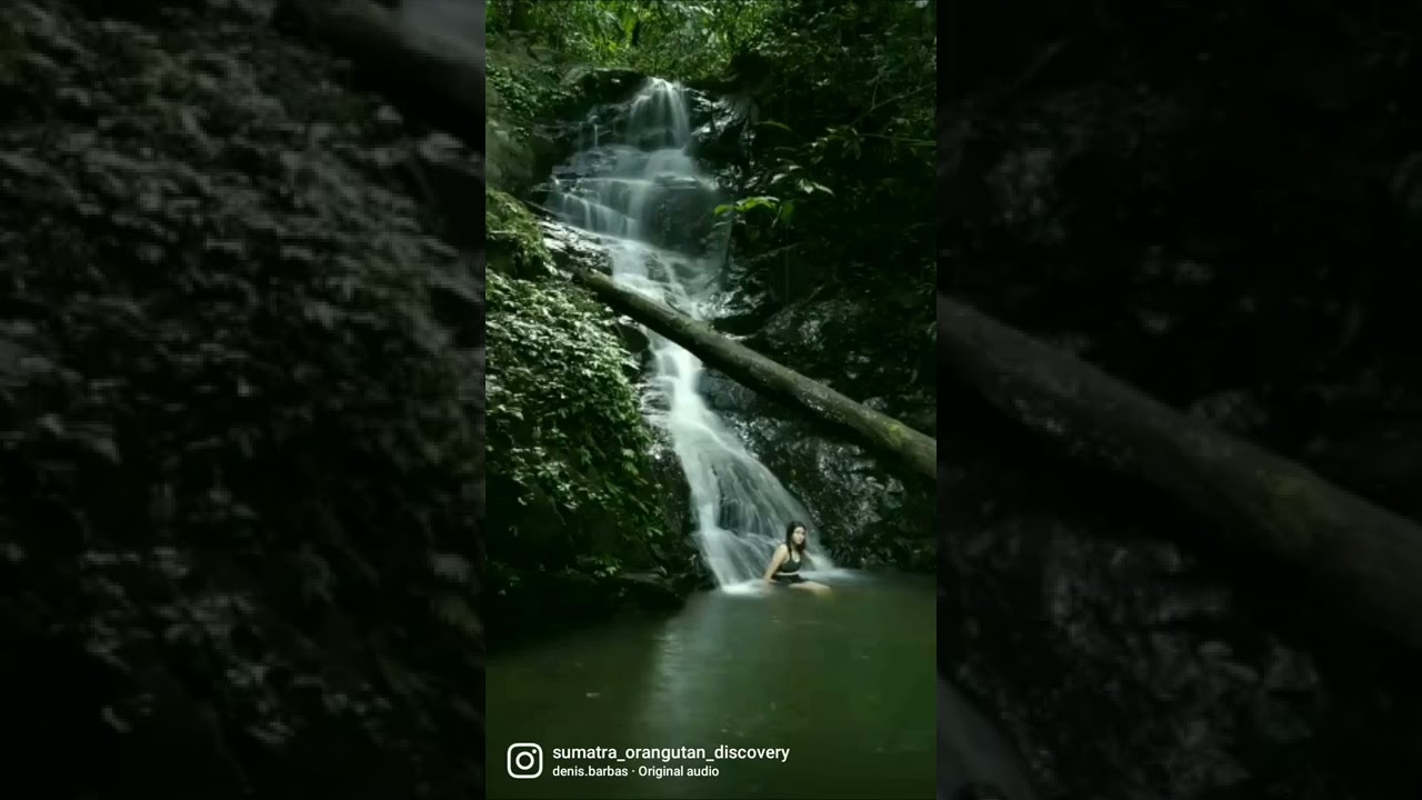 Discover Sumatran wildlife in the Gunung Leuser National Park,  Indonesia.