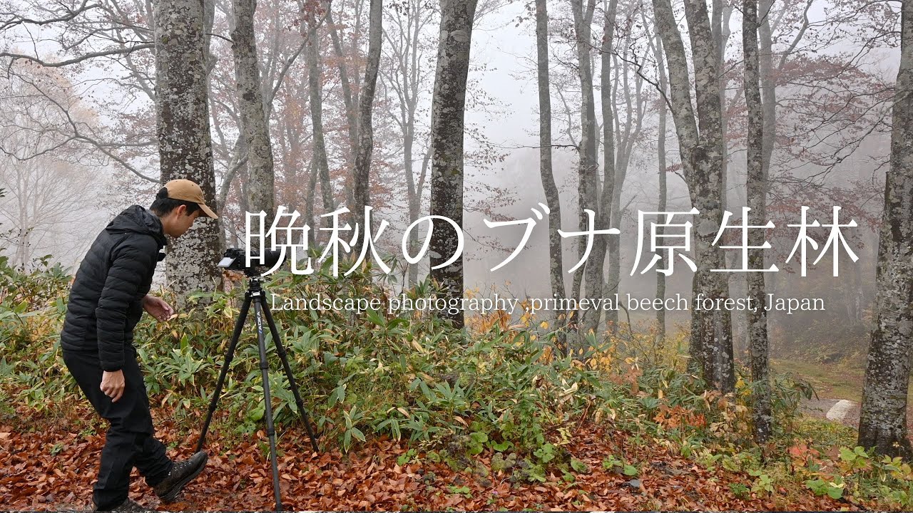 【風景写真】晩秋のブナ林・霧の美しい世界｜日本の自然