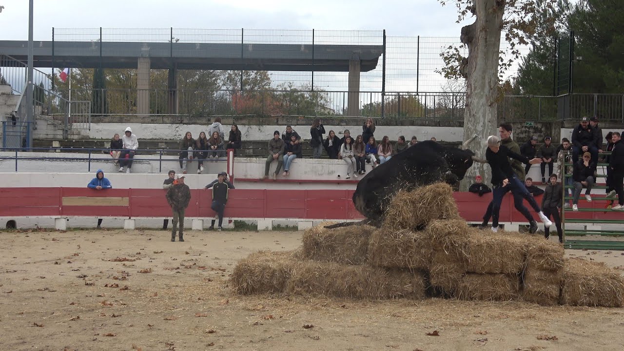 Les Estivales 2024 - Course au plan - CHATEAURENARD - 24/11/2024
