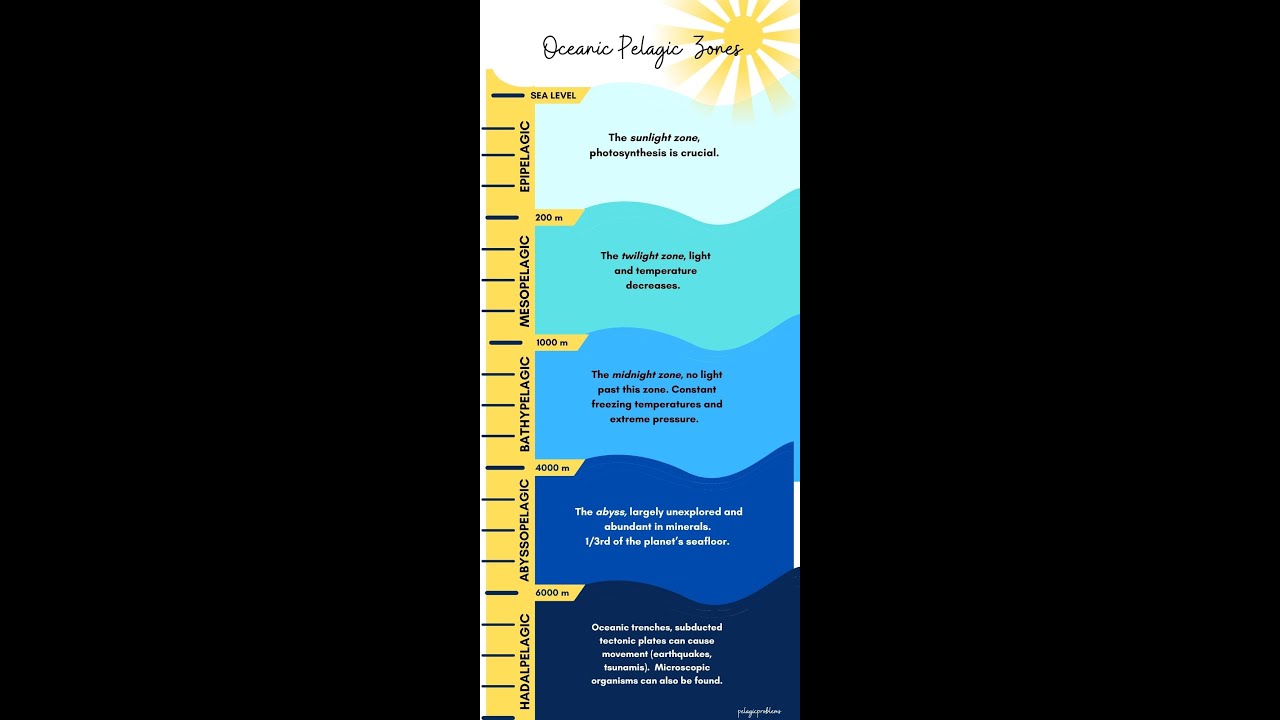 The 5 Ocean Zones Explained: Educational Deep Sea Video (Epipelagic to Hadal)