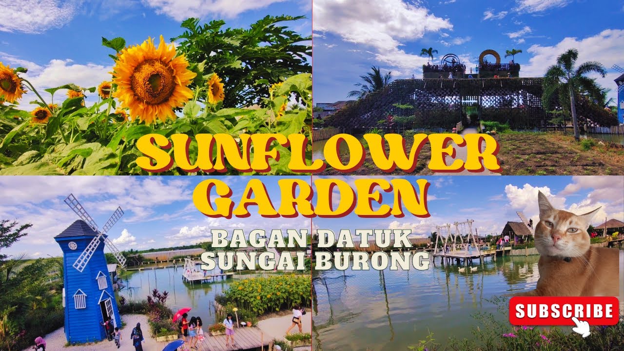 Sunflower Garden at Perak Malaysia🌻😻
