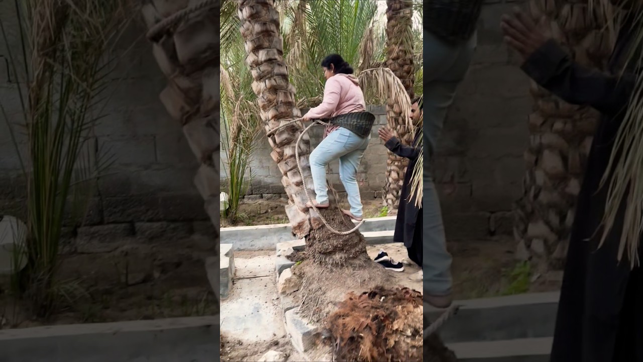 Abs workout 🔥😆#funny#comody #palm  #shortsfeed #aaryabalakrishnan#alain ##alainoasis #dubailfe