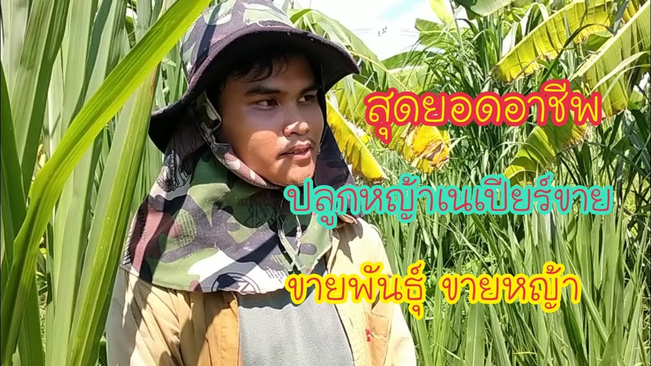 ปลูกหญ้านรกจักพรรดิ  ขายพันธุ์มีรายดี  มีรายได้ตลอดปี #เนเปียร์นรกจักพรรดิ