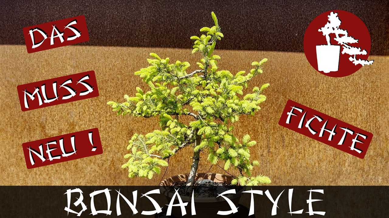Gestaltung - Next Level | Fichte (Picea) | #061 Bonsai Style