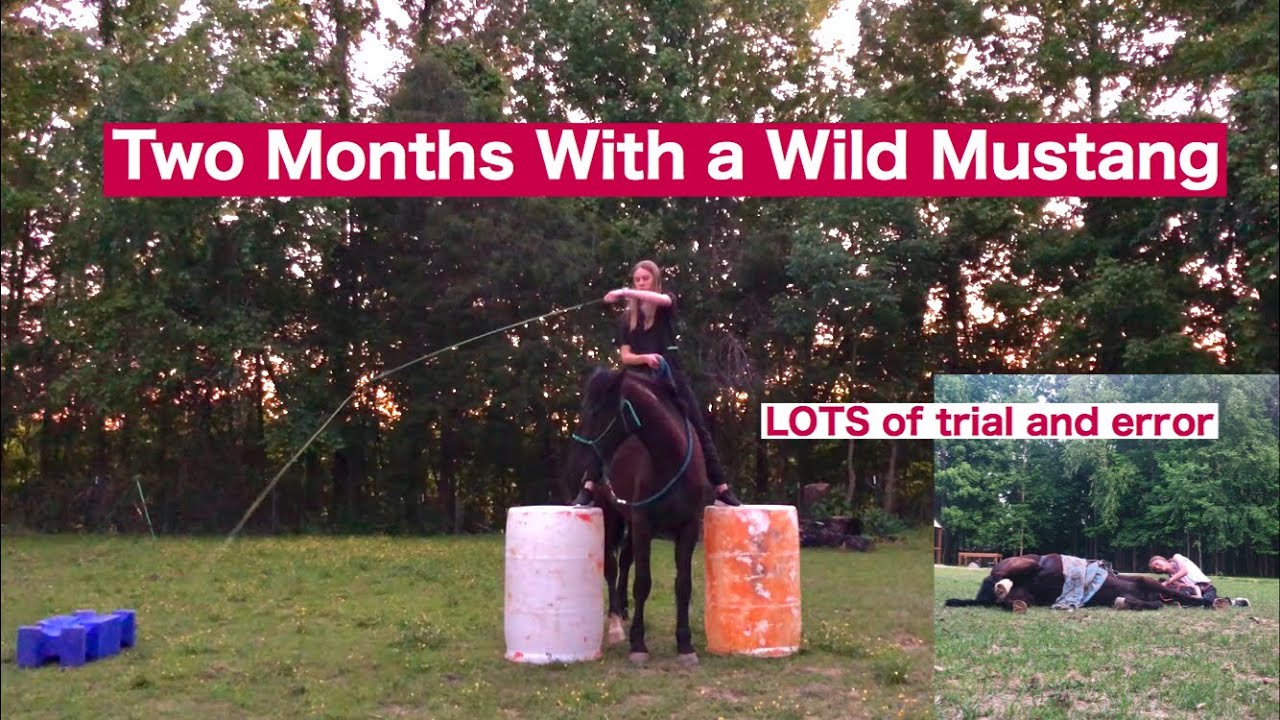 Two Months With a Wild Mustang | From Wild to Wonders
