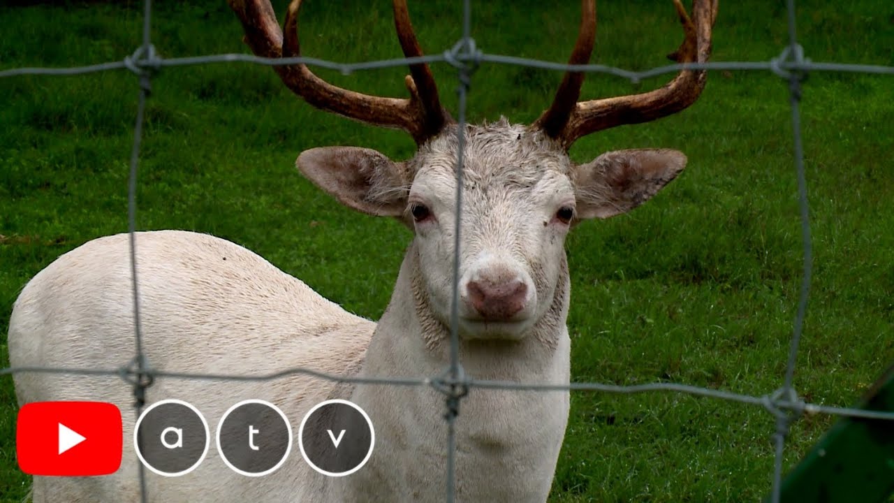 Somogy megye, Kasz&oacute;