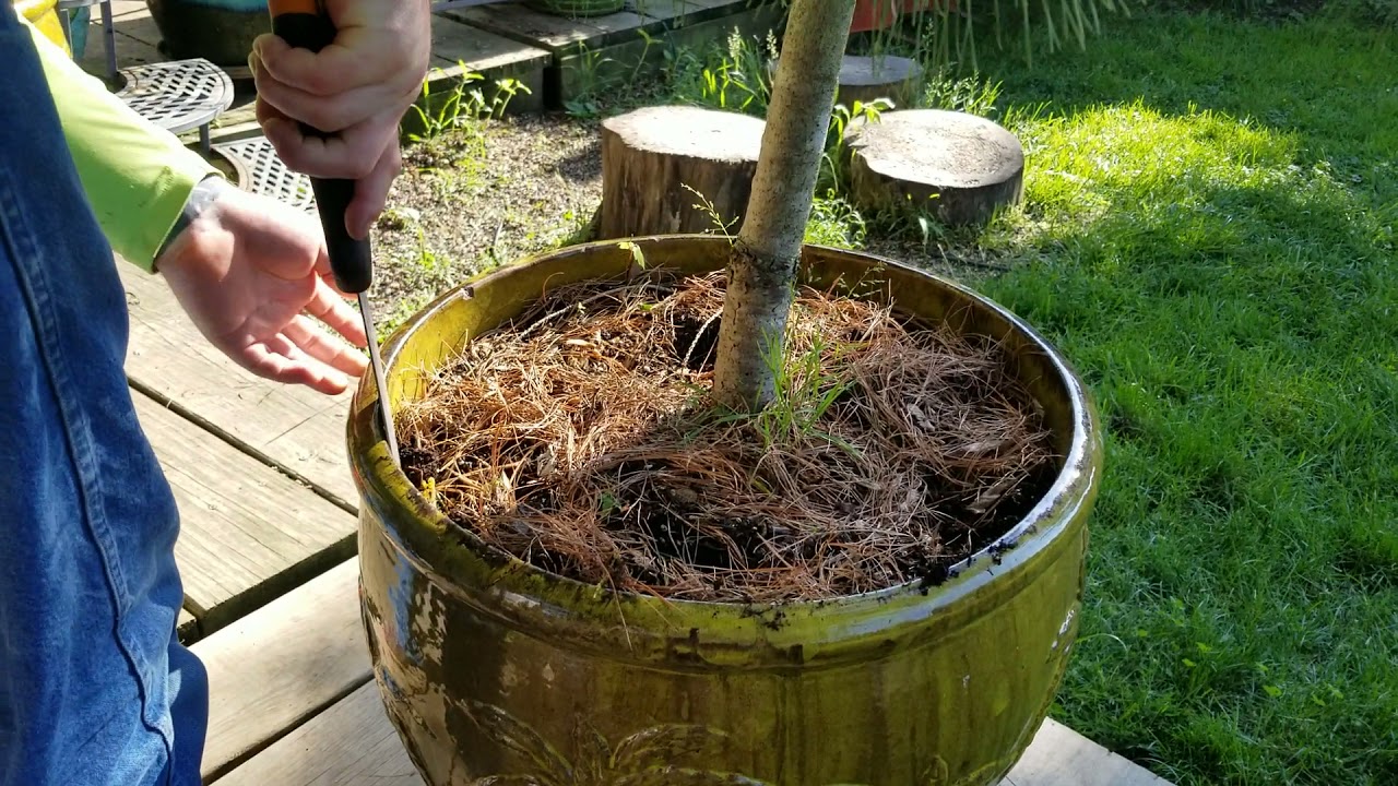 Large Mugo Pine re-pot.