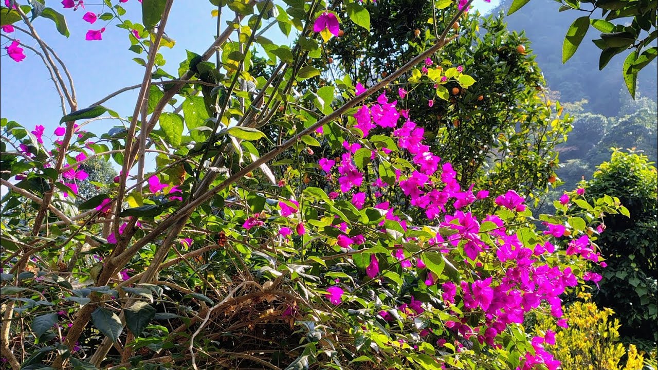 Exploring Rumtek Gumpa Monastery | Peaceful Buddha Temple Tour in Rhenock