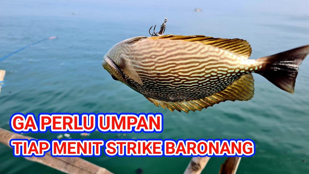 Panen baronang angin, mancing tanpa umpan tiap menit strike Eps.4 