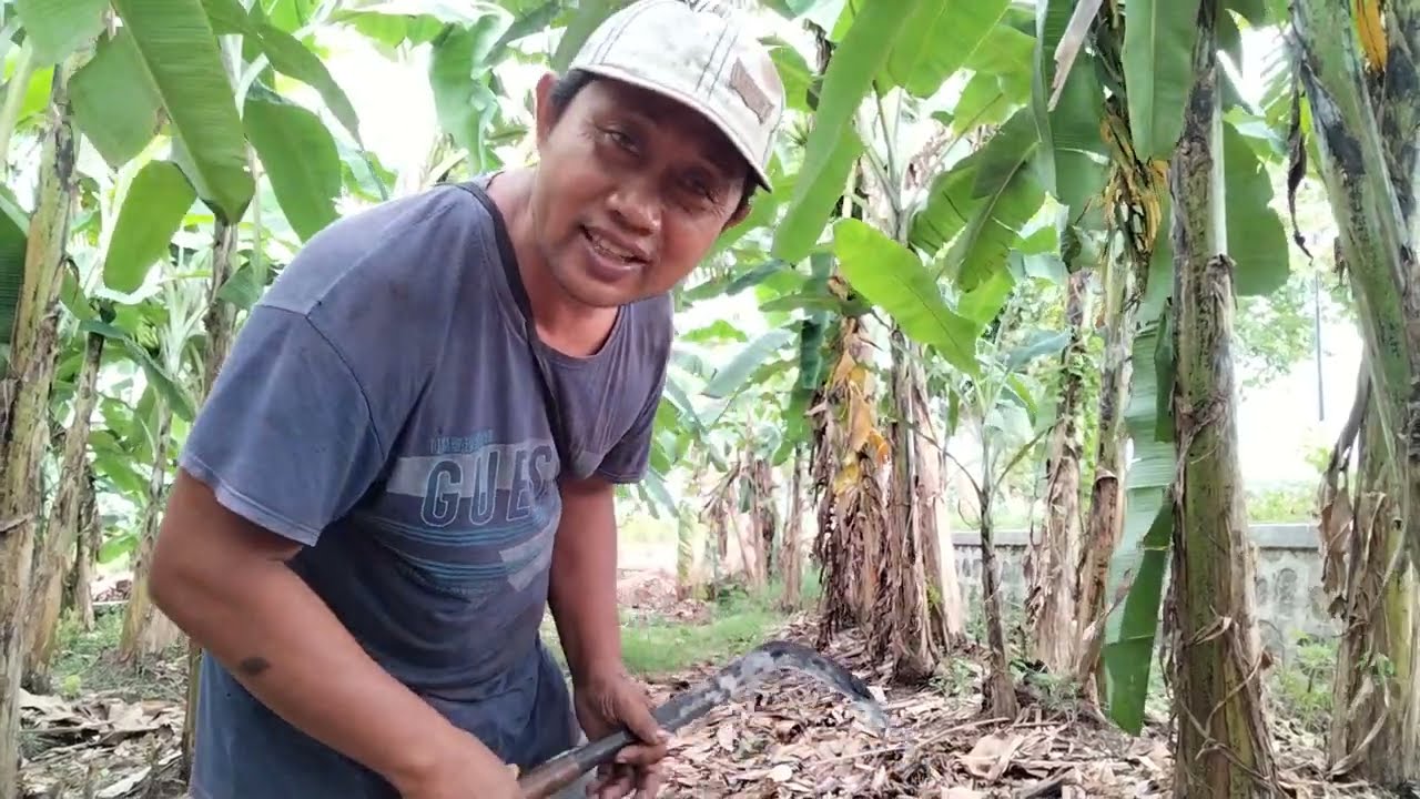 14.000 ,00 Panin pisang Ambon warangan super super.