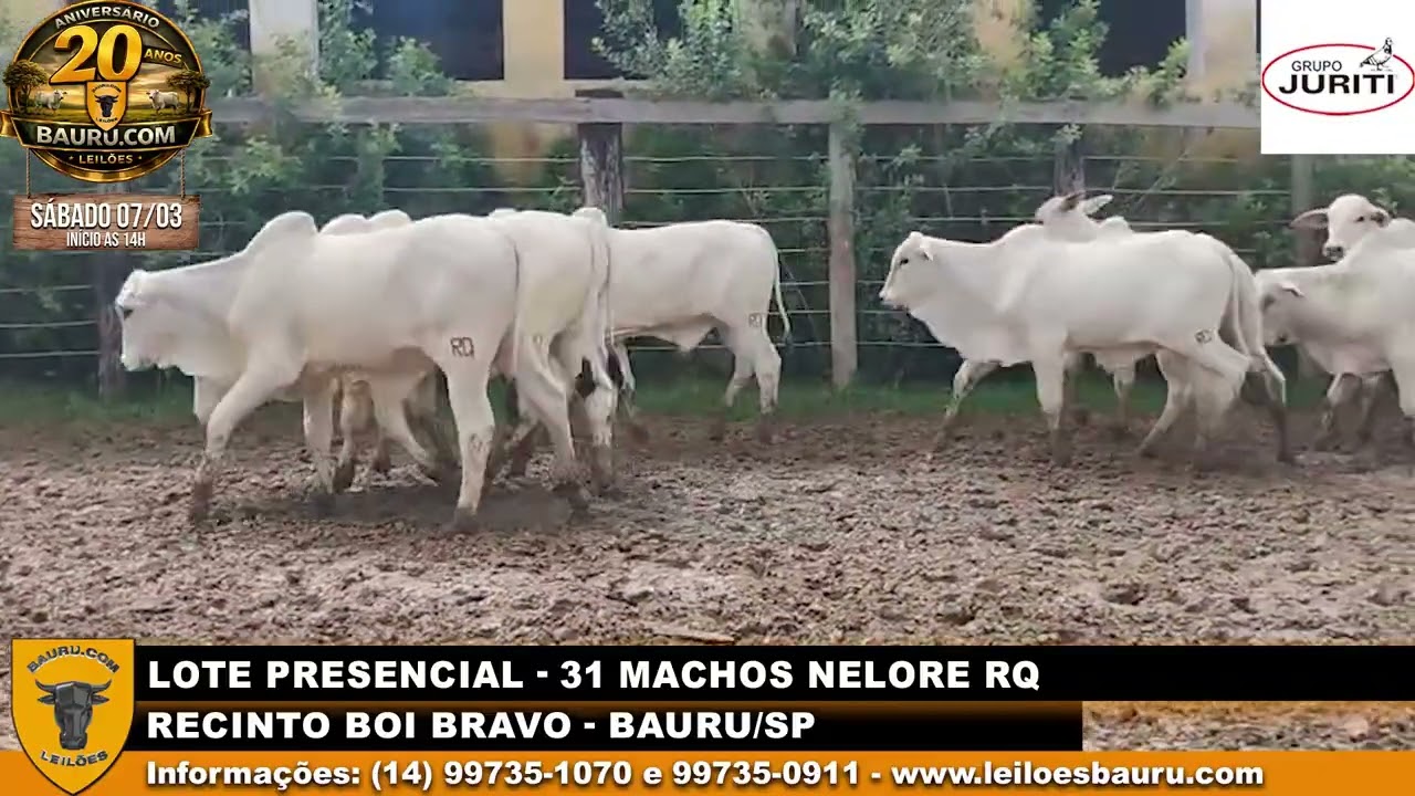 31 machos nelore RQ