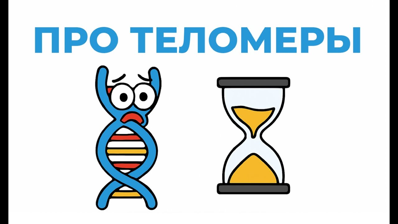 Теломеры. Почему укорачиваются? (объясняю механизм биохимический на пальцах)