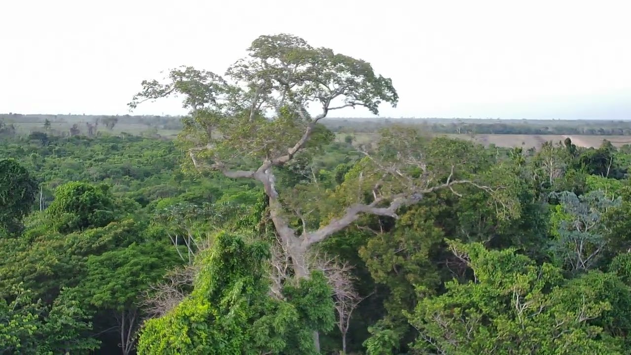 VISITANDO UMA ÁRVORE DA AMAZÔNIA,POR NOME PIQUIÁ,VOM DRONE F11S