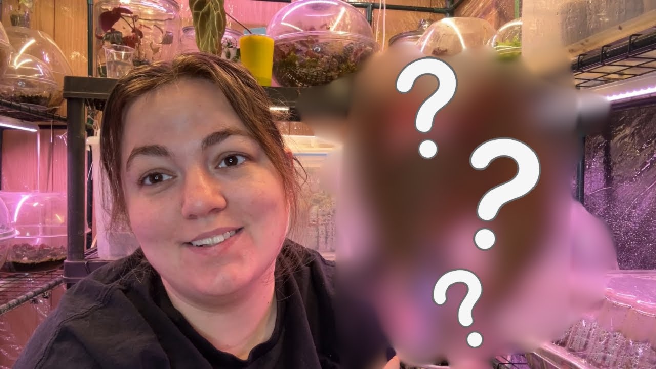 15 Current Favorite High Humidity Begonias 🪴🌿 (Lush & Dramatic Picks!)