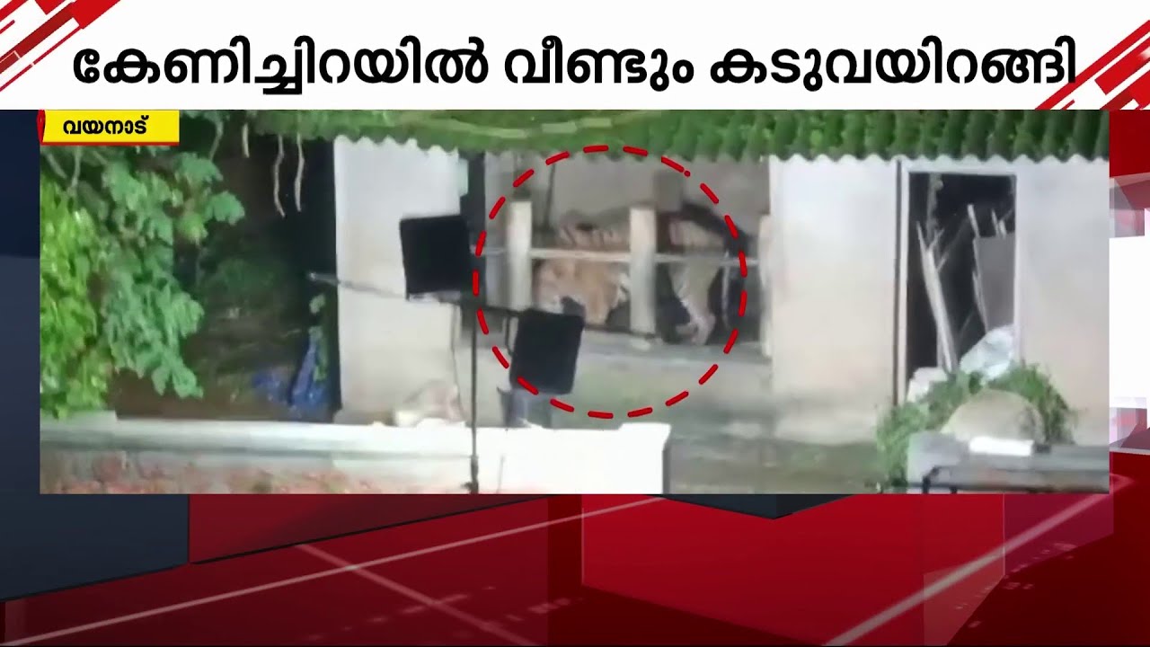വയനാട് കേണിച്ചിറയിൽ വീണ്ടും കടുവയിറങ്ങി! ഭയന്ന് വീട്ടുകാർ, ദൃശ്യങ്ങൾ | Tiger | Wayanad
