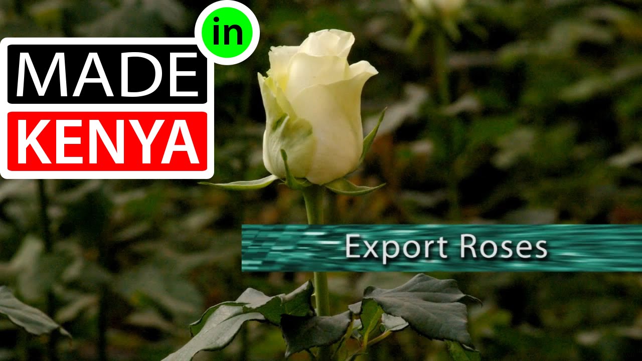 Made In Kenya - Season 1 - Magana Flowers - Export Roses