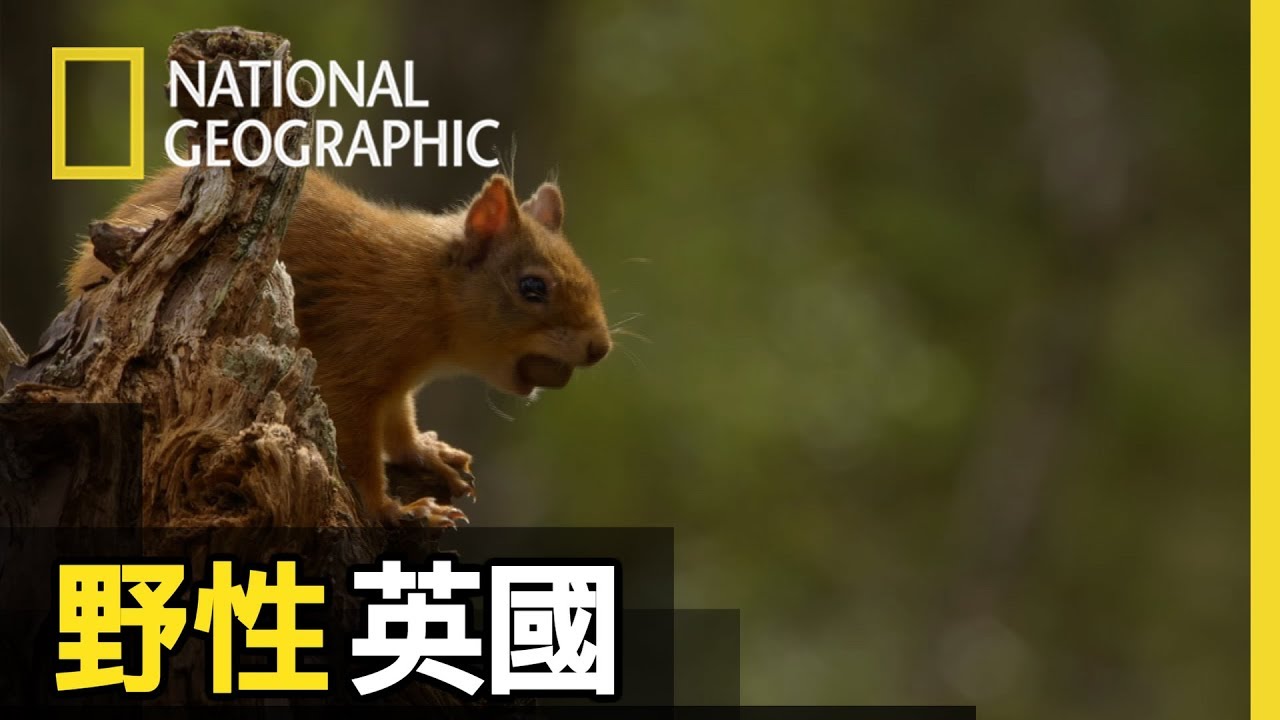 呆萌呆萌的松鼠，是一個在森林裡玩藏寶遊戲的高手【野性英國】短片精華版