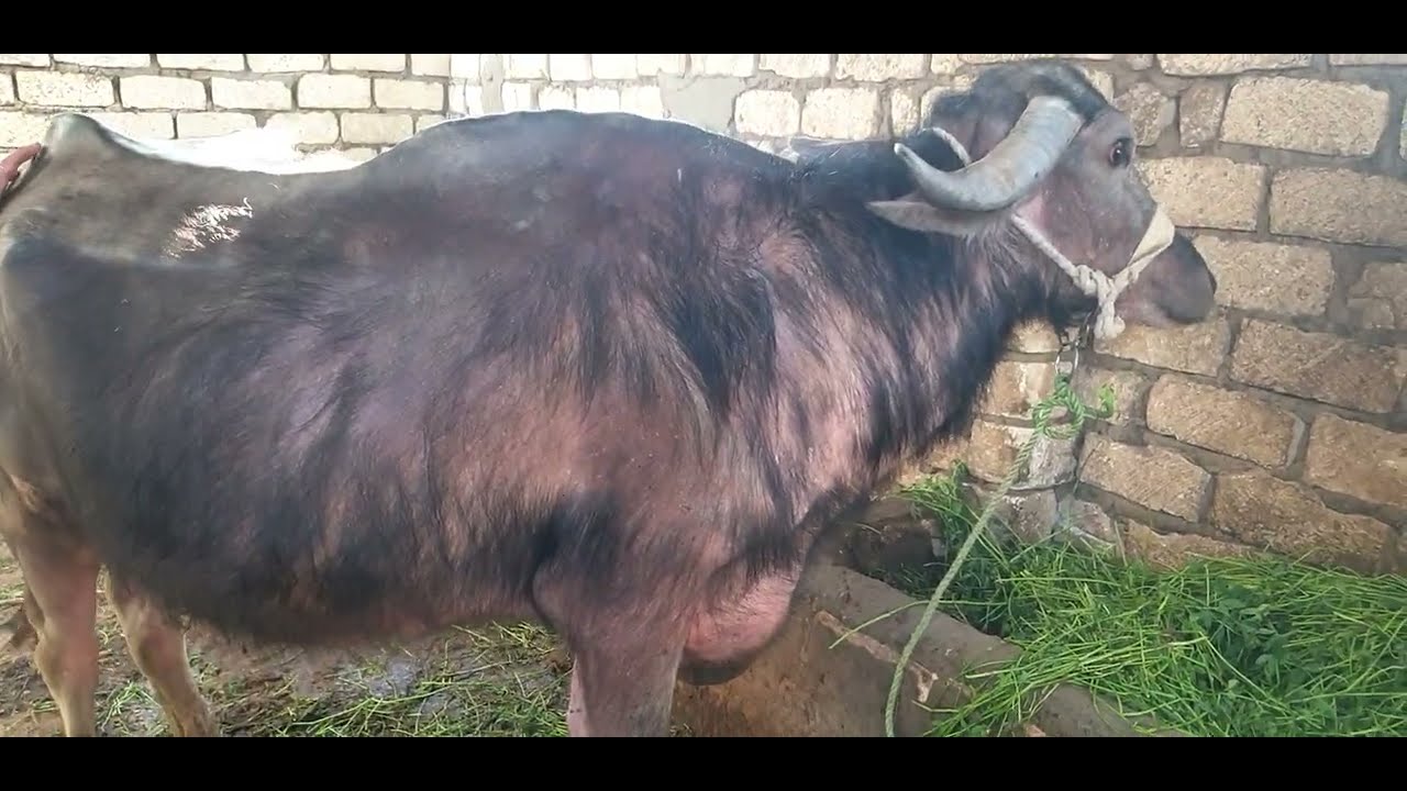 علاج قمل الجاموس والسيبان وقراد البقر علاج فعال  01009259189