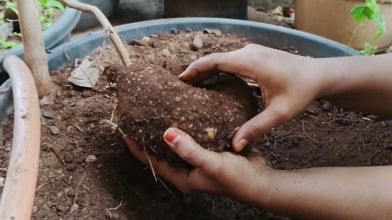 నల్ల పసుపు అలాగే కంద దుంపలు ఎంత పెద్దగా వచ్చాయో||January turmeric harvesting 
