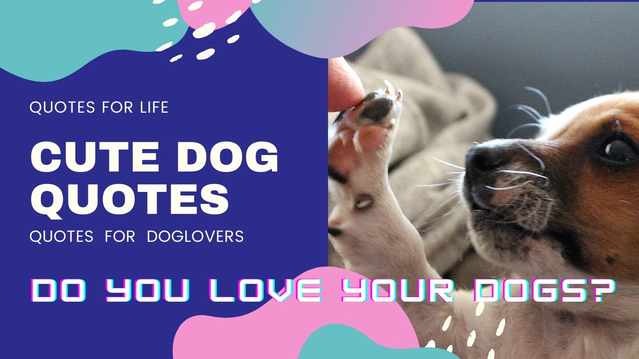 Do you love dogs? Handpicked amazing quotes of dogs, Quotes with Dog photos | Dog lovers Cute dog