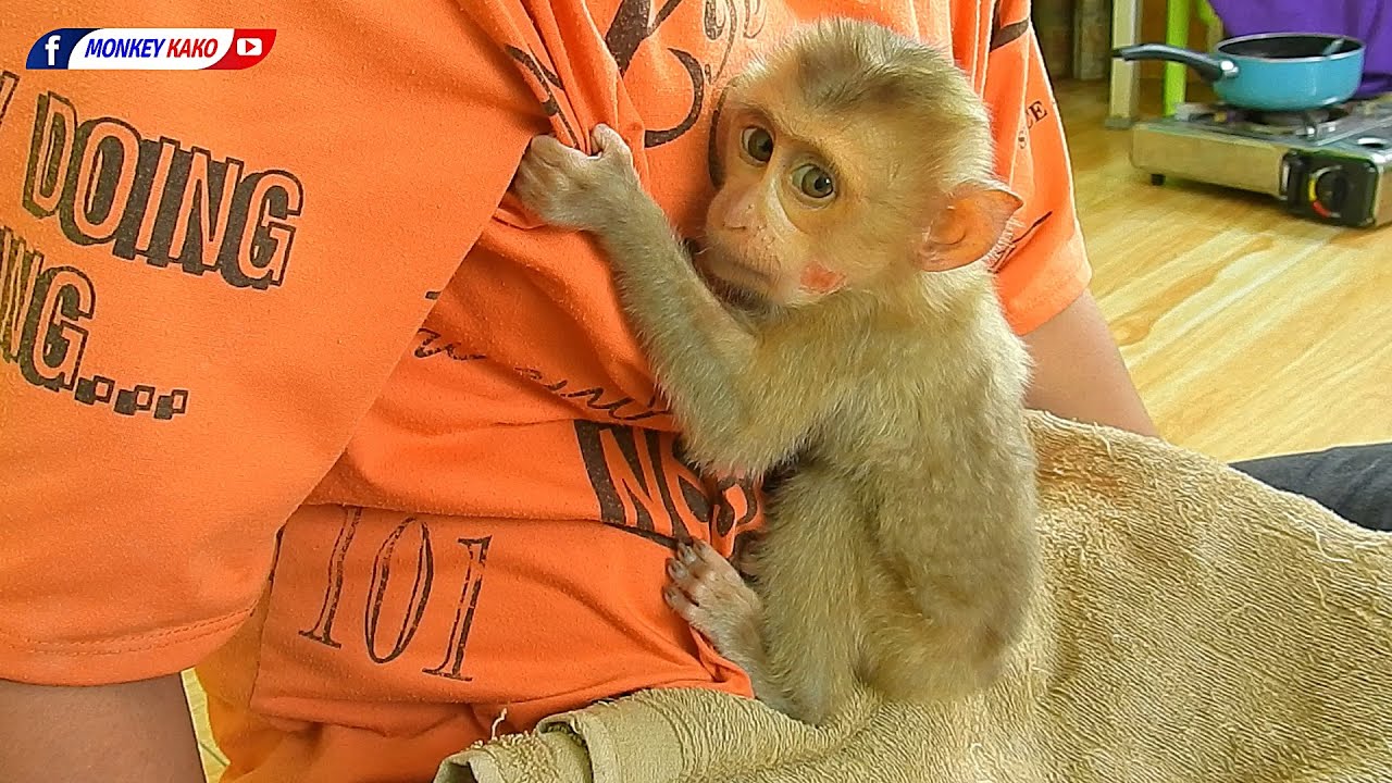 Orphan Baby Monkey | Poor Baby Monkey Hugging Mom Sleep
