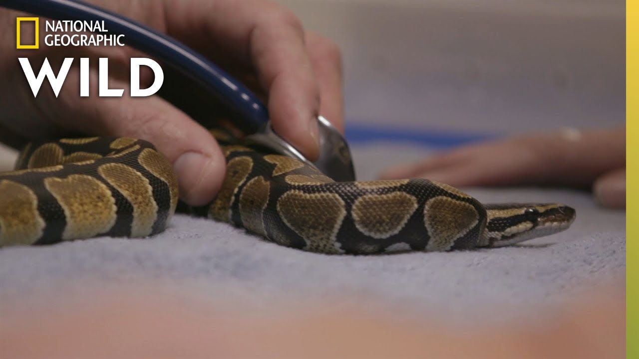 A Ball Python Gets a Check-Up | The Wild Life of Dr. Ole
