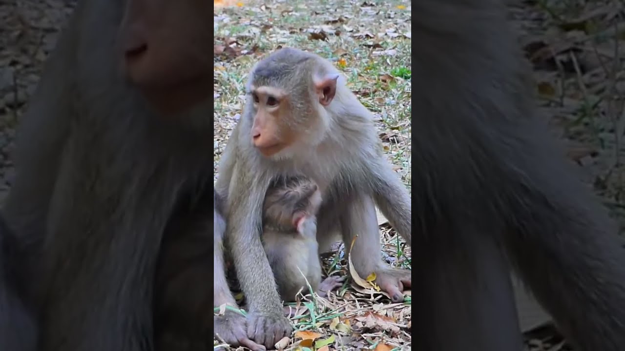 02-08-25 Adorable Mom Milie make power by eat fruite to look after adorable BB Molie !!