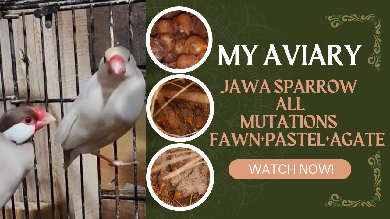 Jawa Sparrow All Mutations | Pastel, Fawn & Pastel Agate Jawa Finch | Breeding Progress