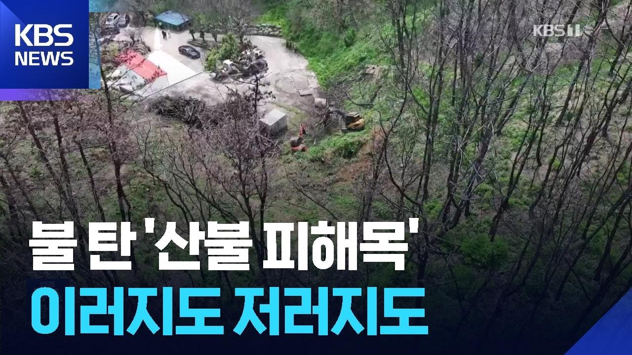 쉽게 베기 어려운 &lsquo;산불 피해목&rsquo;&hellip;이유는? / KBS  2025.08.19.