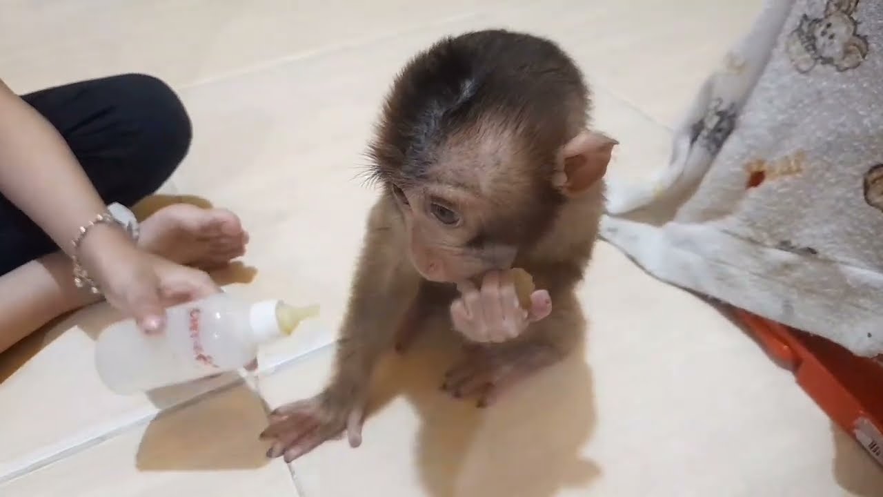 Anak monyet caca hevy bermain