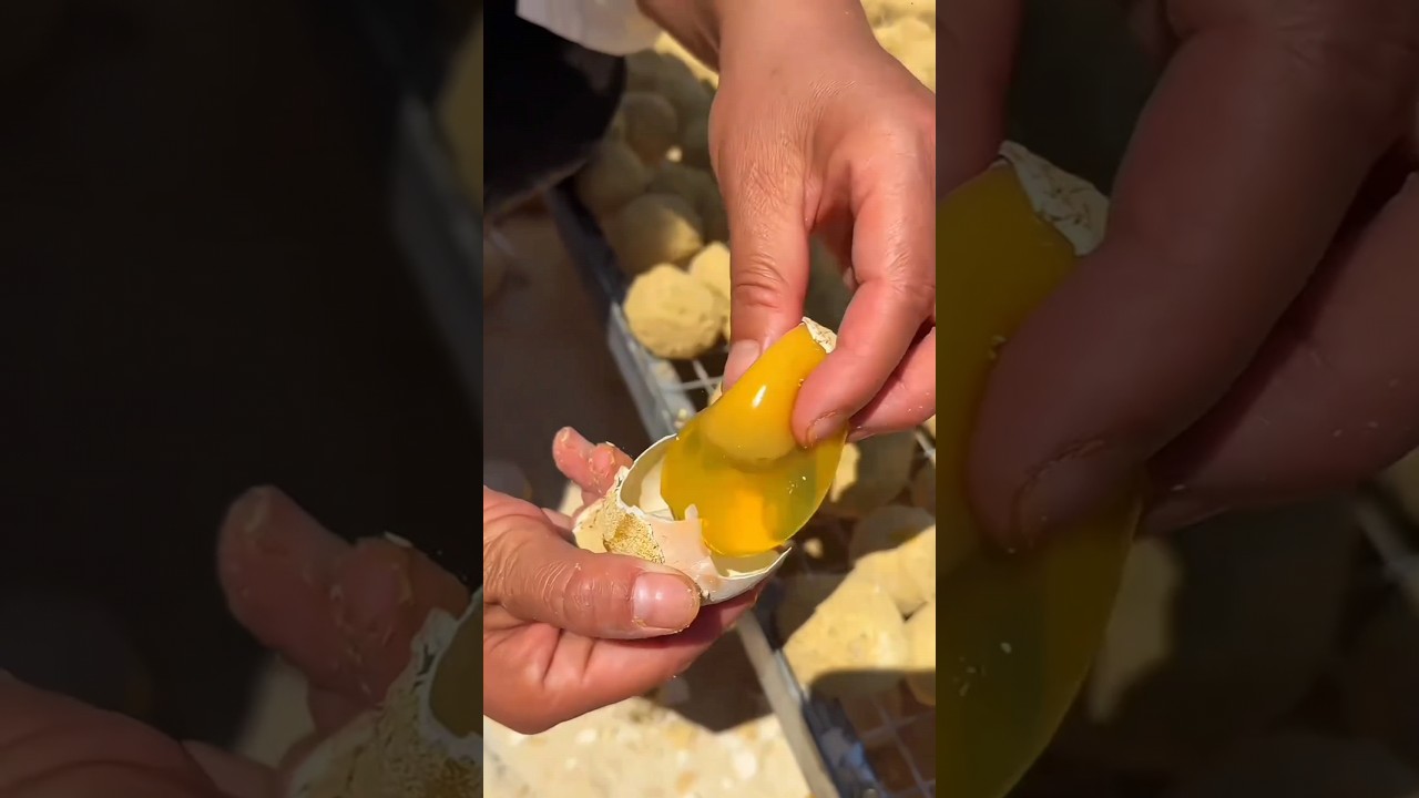 Plastic Eggs ❌ Jelly Eggs ✅  