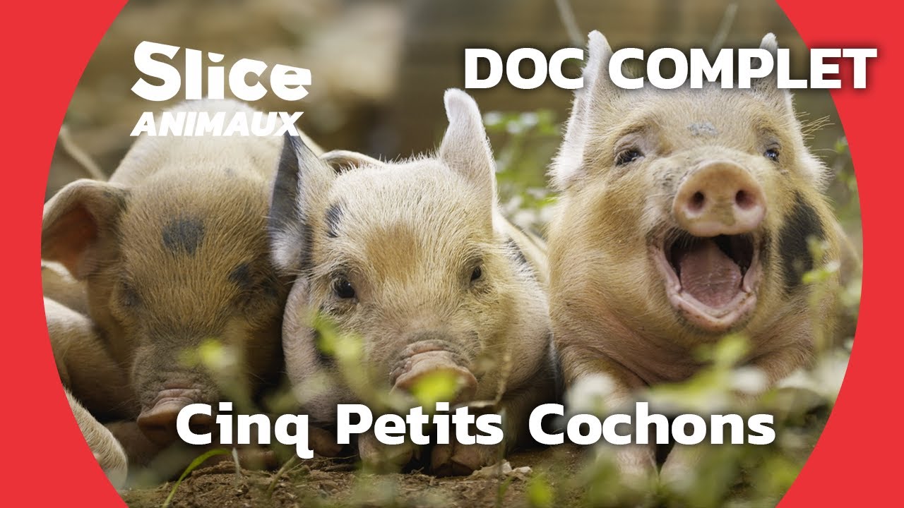 La Vie Secr&egrave;te des Cochons I SLICE ANIMAUX | DOC COMPLET