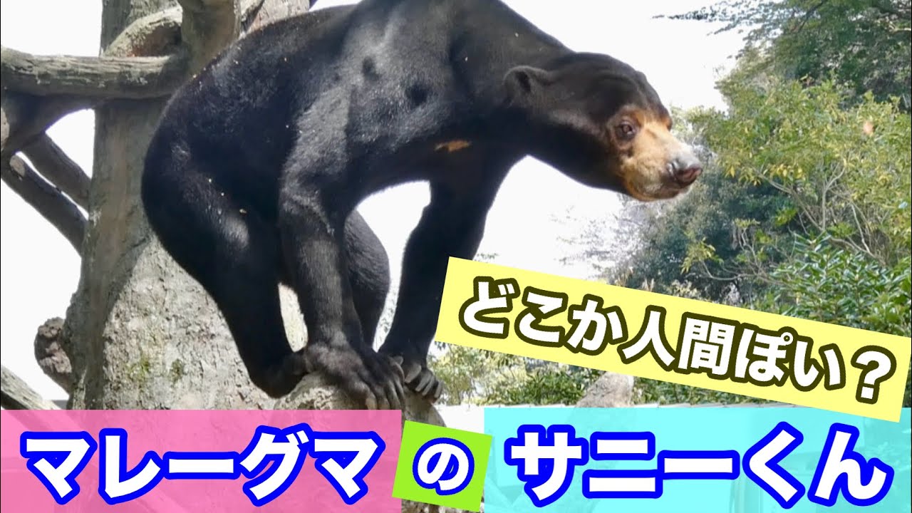 人間ぽい？マレーグマのサニーくん