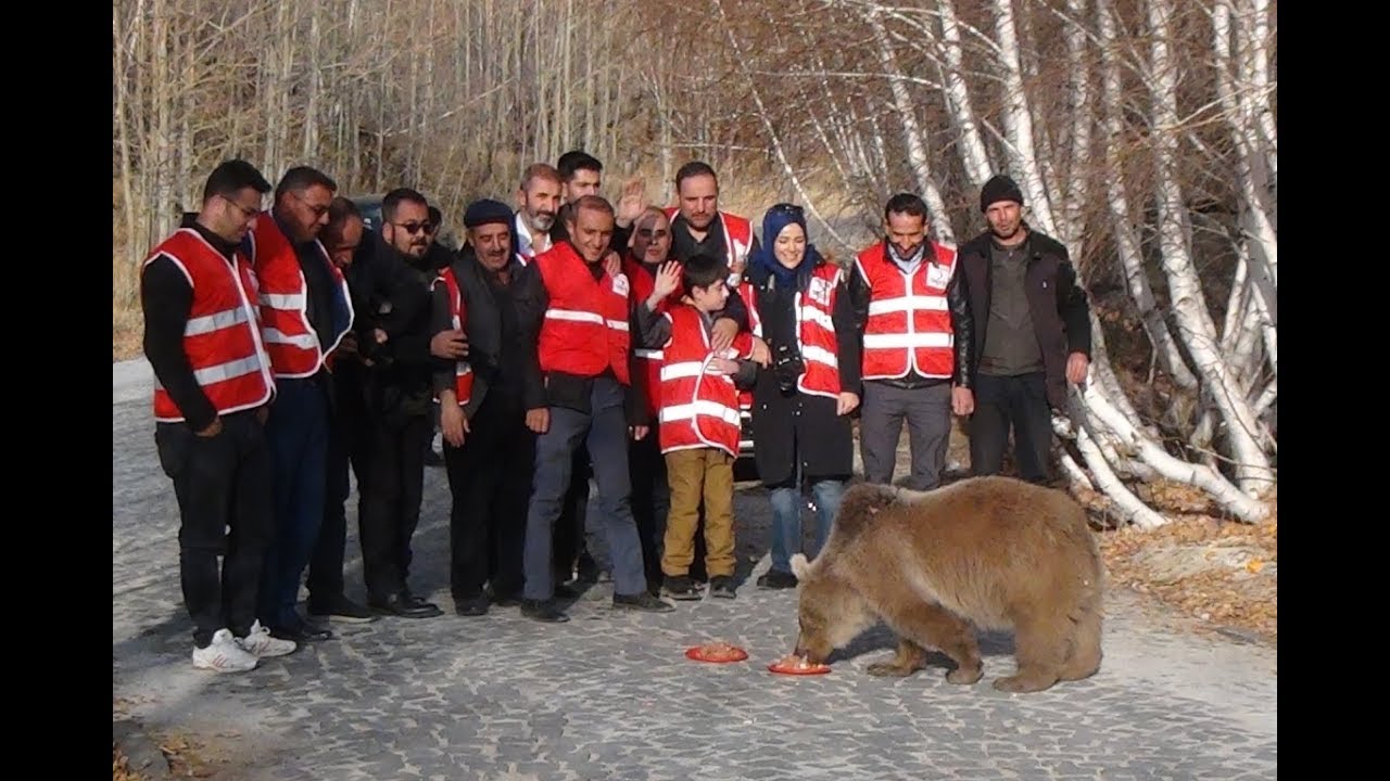 Nemrut’taki ayılar kavurma ile beslendi - Bitlis Bülten