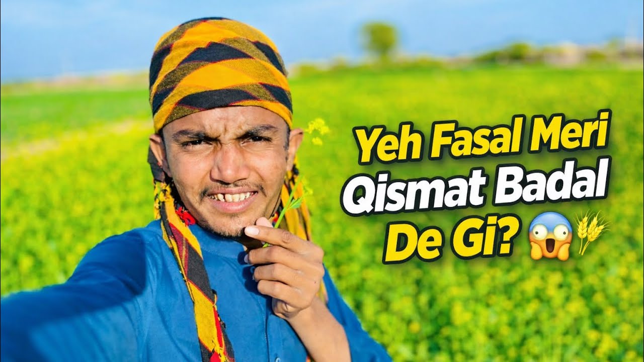 Aaj Ki Fasal | Kisan Ki Mehnat Ka Asal Sach | Village Farming volt