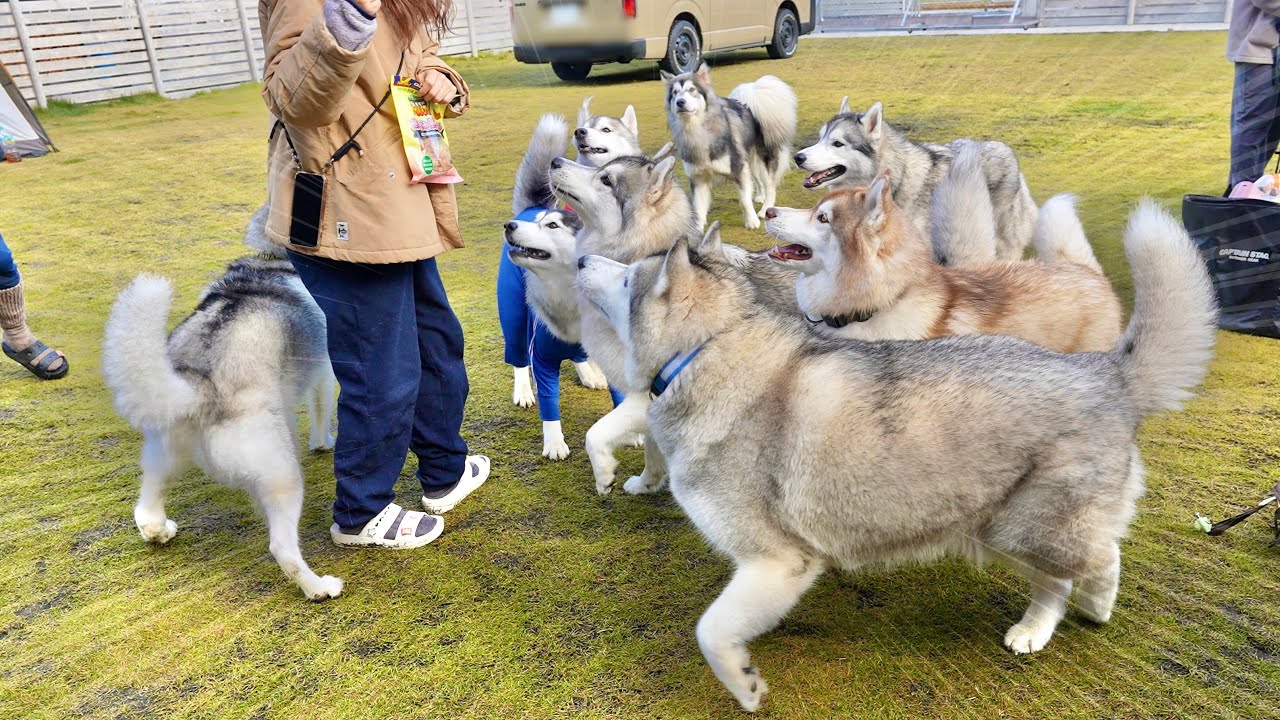 【キャンプ】朝から8頭のハスキー犬に追いかけられて幸せすぎたwww【シベリアンハスキー】【ドローン】