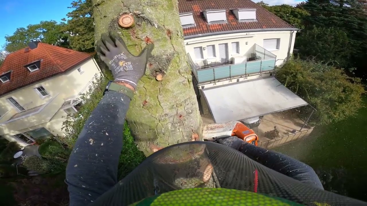 Fällung von einem schiefen Baum, Nach SKT technik, Stück für Stück