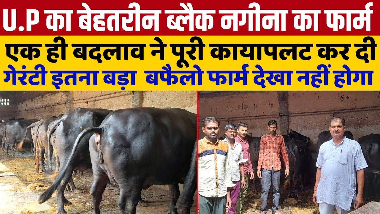 2009 में शुरू हुआ फार्म आज लागत से दुगुना मुनाफा हो रहा है/buffalo for sale/Abs cow/Abs bull details