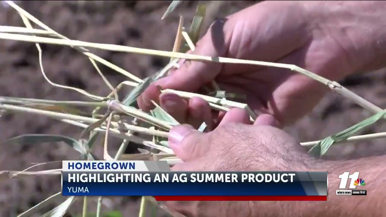 Home Grown Report: Highlighting One Popular Summer Yuma Agriculture Product Sudan Grass
