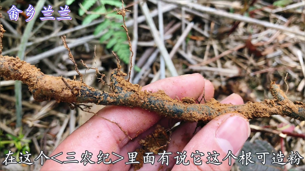 “蕨”别名又叫长寿菜，它的根也是好东西！这些用处你知道吗？